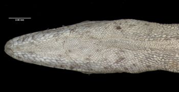 Media type: image;   Herpetology R-125641 Aspect: head ventral